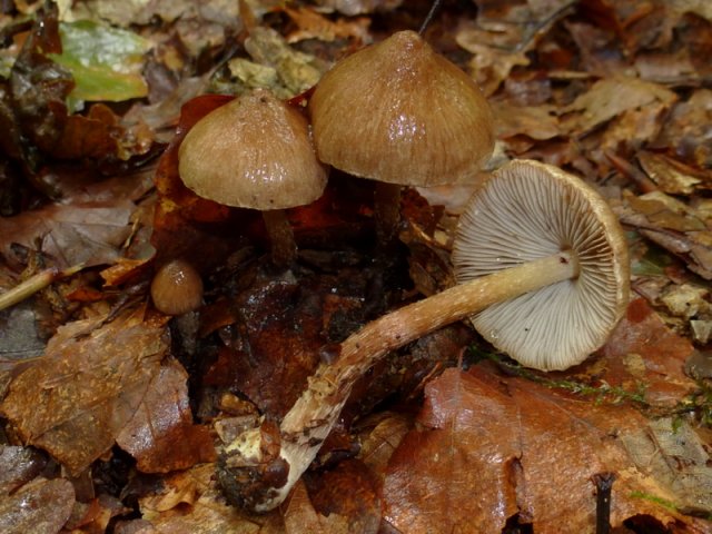 Inocybe napipes, Rübenfüßiger Risspilz
